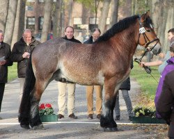 stallion Eichendorff (Rhenish-German Cold-Blood, 2010, from Erlander)