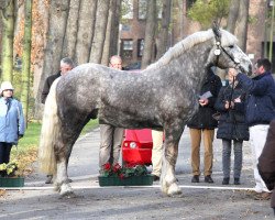 Deckhengst Airwan (Boulonnais, 2010, von Ocean 108)