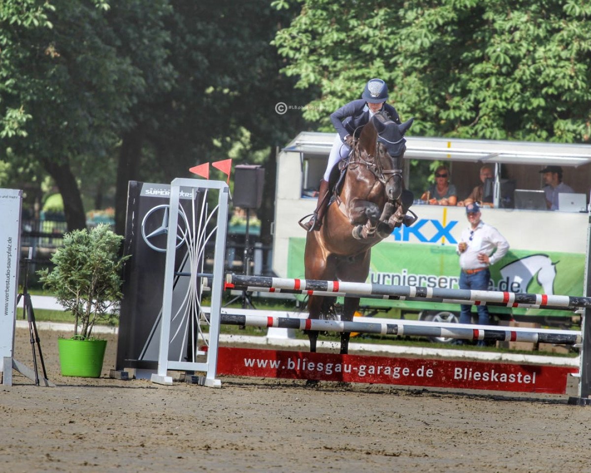 jumper Diablue 3 (Oldenburg show jumper, 2015, from Diatendro)