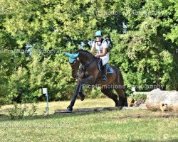 dressage horse Hajabusa (Polish Warmblood, 2005, from Mariensztat xx)