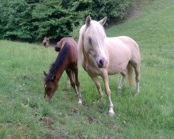 broodmare Golden Girl (Welsh Partbred,  , from Golden Game Boy)