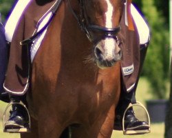 dressage horse Donna Lady 4 (German Riding Pony, 1994, from Dressman)