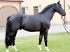 stallion Edison (Sachs-door. Heavy Warmbl., 2006, from Eichbaum)