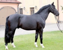 stallion Edison (Sachs-door. Heavy Warmbl., 2006, from Eichbaum)