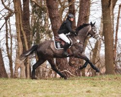 jumper Gentleman Jack 7 (Hanoverian, 2017, from Grand Galopin)