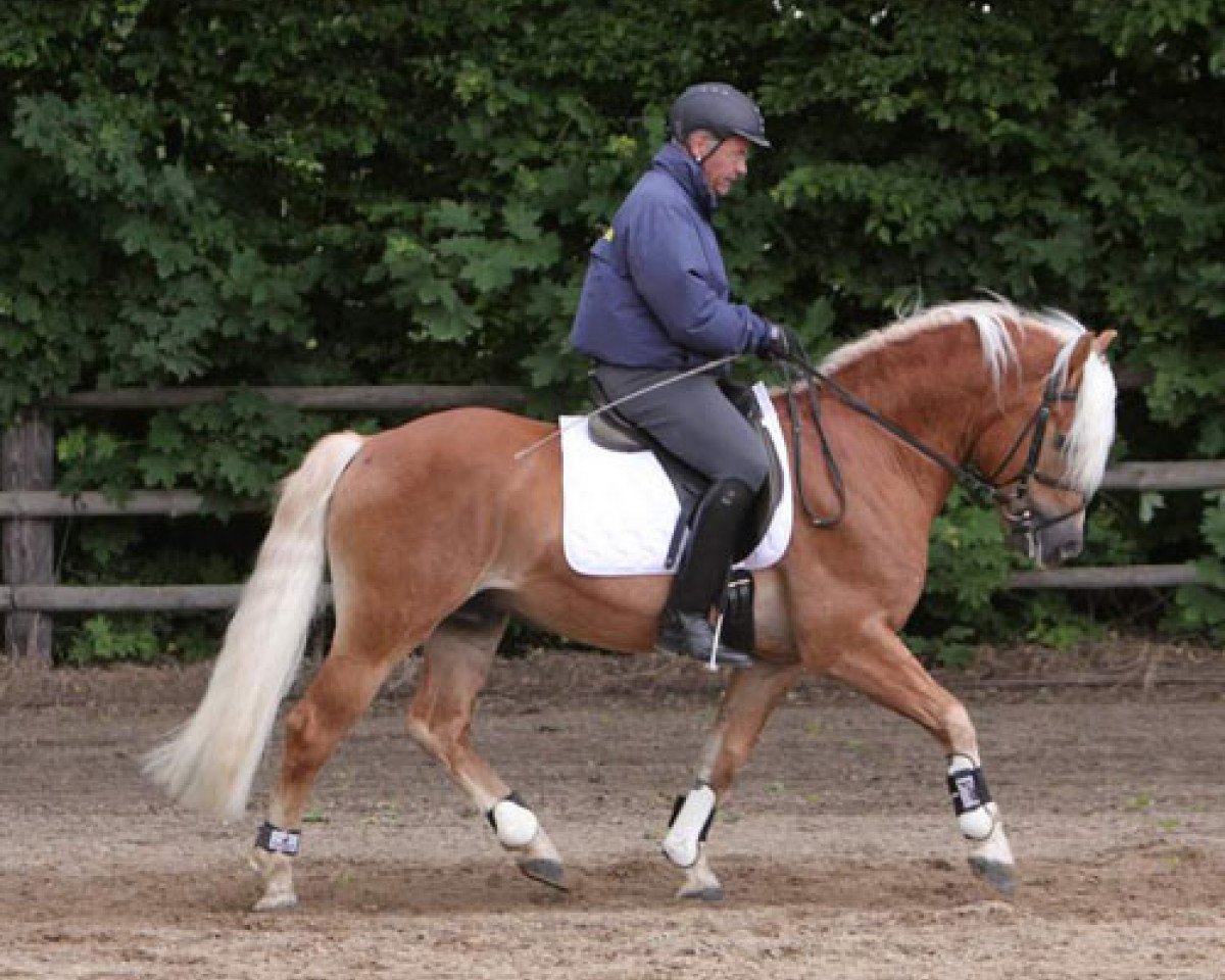 Pferd Stanley (Haflinger, 2001, von Standard)