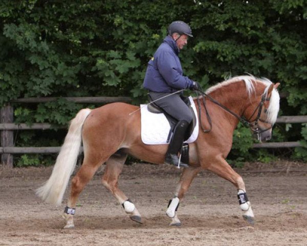 horse Stanley (Haflinger, 2001, from Standard)