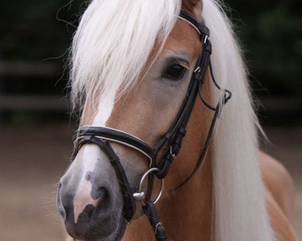 horse Milena (Haflinger, 2009, from Altmärker)