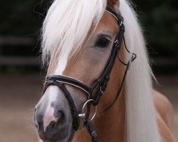 horse Milena (Haflinger, 2009, from Altmärker)