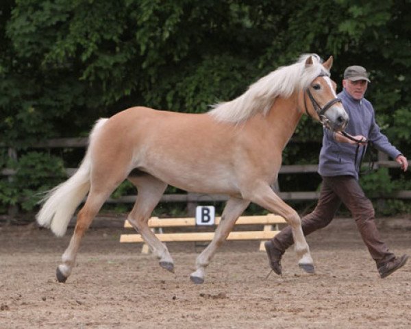 horse Amsel (Haflinger, 2005, from Namibia)