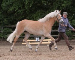 Pferd Amsel (Haflinger, 2005, von Namibia)