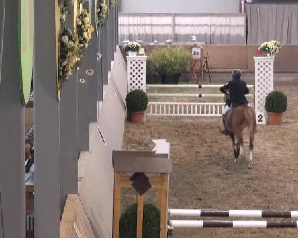 Zuchtstute Lind.Serena (Deutsches Reitpony, 2005, von Matchello)