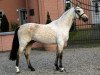 dressage horse FS Golden Champ (German Riding Pony, 2004, from FS Champion de Luxe)