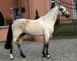 dressage horse FS Golden Champ (German Riding Pony, 2004, from FS Champion de Luxe)