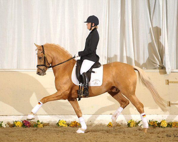 stallion Dragostea Din Tei (German Riding Pony, 2008, from Dior)