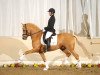 stallion Dragostea Din Tei (German Riding Pony, 2008, from Dior)