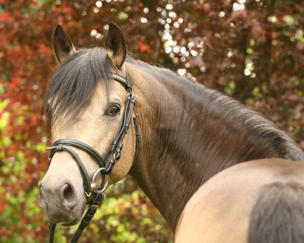 stallion Champ de Luxe (German Riding Pony, 2003, from FS Champion de Luxe)