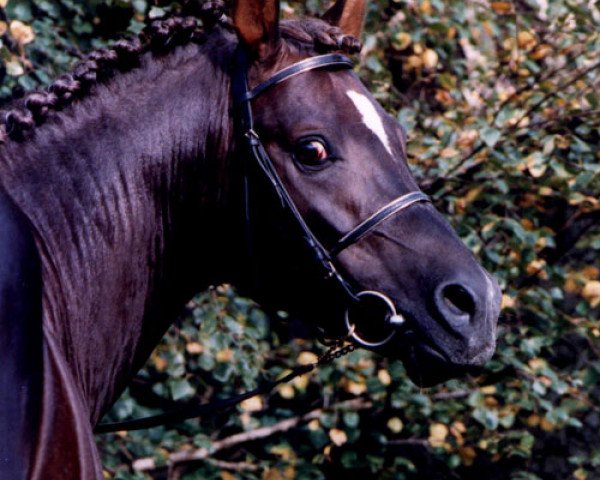 stallion Anno Domini (German Riding Pony, 1992, from Astor)