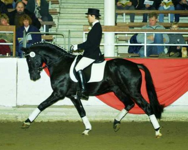 stallion Piccolo (German Riding Pony, 1998, from FS Pour l'Amour)