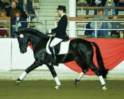 stallion Piccolo (German Riding Pony, 1998, from FS Pour l'Amour)