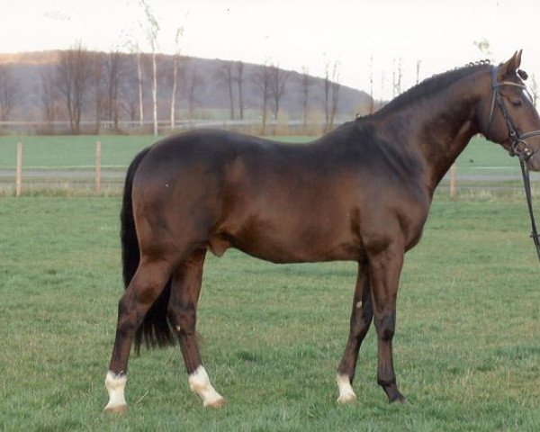 stallion Pink Floyd (German Riding Pony, 1998, from FS Pavarotti)