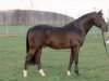 stallion Pink Floyd (German Riding Pony, 1998, from FS Pavarotti)