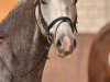 dressage horse Phearless (Westphalian, 2007, from Piano II)