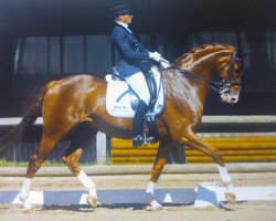 dressage horse Leporello 53 (Oldenburg, 2005, from Laurentio)