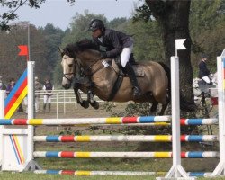 jumper Rocky (German Riding Pony, 2003, from Rock Grey New York)