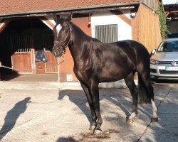 broodmare Casalita 10 (Westphalian, 2018, from Casalido)