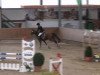 jumper Paula Finess (Nederlands Welsh Ridepony, 2006, from Kielshoop Honeyhill)