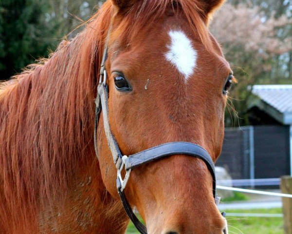 broodmare Romantica (Hanoverian, 1997, from Rosenkavalier)