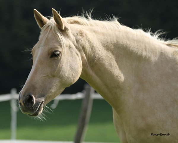 broodmare Carlotta (German Riding Pony, 2003, from FS Champion de Luxe)