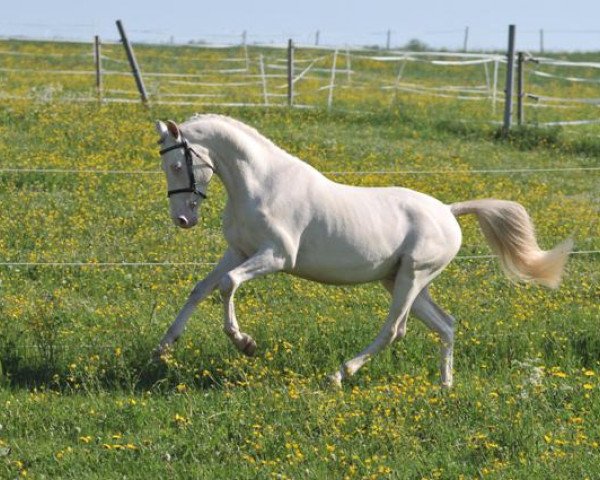stallion Gründleinshof's Golden Starlight (German Riding Pony, 2005, from FS Golden Highlight)