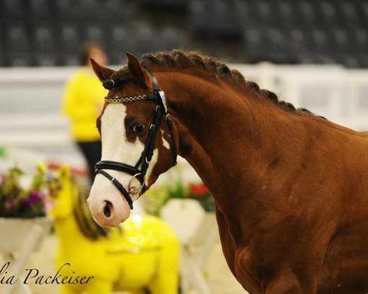 stallion Payman 8 (German Riding Pony, 2007, from Principal Boy)