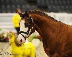 stallion Payman 8 (German Riding Pony, 2007, from Principal Boy)