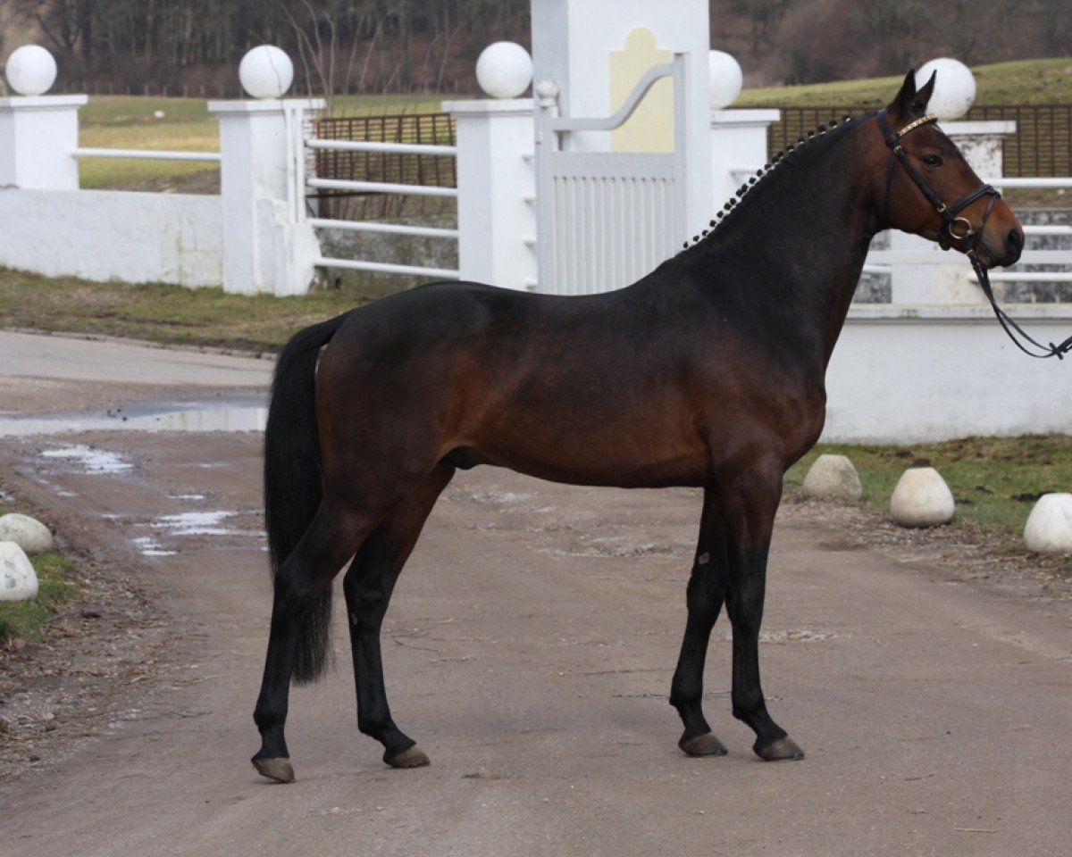 Dressurpferd Steendieks Mystic Max (Deutsches Reitpony, 2006, von Auheim's Maximus)