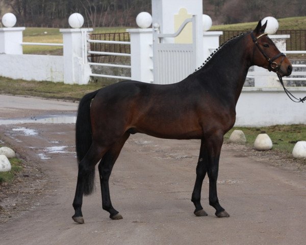dressage horse Steendieks Mystic Max (German Riding Pony, 2006, from Auheim's Maximus)