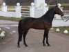 dressage horse Steendieks Mystic Max (German Riding Pony, 2006, from Auheim's Maximus)