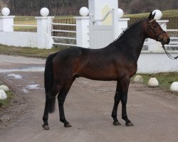 dressage horse Steendieks Mystic Max (German Riding Pony, 2006, from Auheim's Maximus)