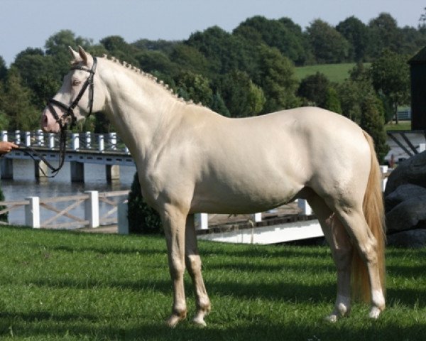 stallion FS Chacco Blue (German Riding Pony, 2006, from FS Champion de Luxe)
