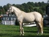 stallion FS Chacco Blue (German Riding Pony, 2006, from FS Champion de Luxe)