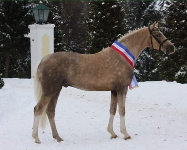 stallion Steendieks Prince of Glory (German Riding Pony, 2007, from Prince Perfect)