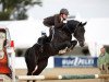 stallion Bentley HS (German Riding Pony, 2004, from Burlington S)