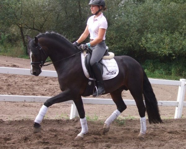 dressage horse Blickfang 9 (German Riding Pony, 2008, from Bentley HS)
