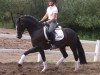 dressage horse Blickfang 9 (German Riding Pony, 2008, from Bentley HS)