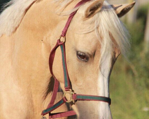 Pferd Chaplin (Deutsches Reitpony, 2009, von Confetti)