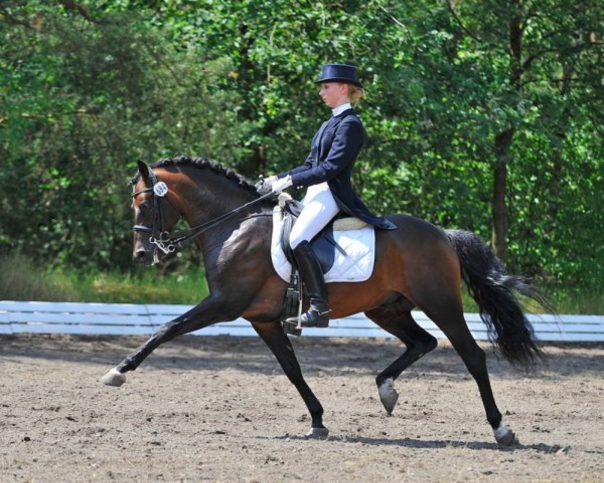 Deckhengst Nemax (Deutsches Reitpony, 2002, von Niveau)