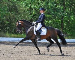 stallion Nemax (German Riding Pony, 2002, from Niveau)