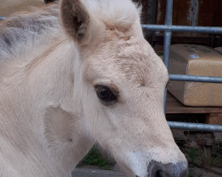 jumper Coby (Fjord Horse, 2022, from Caron vom Eekbarg)